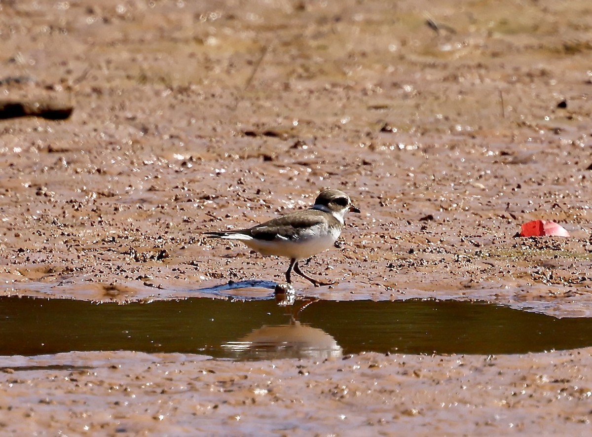 Semipalmated Plover - ML641812336