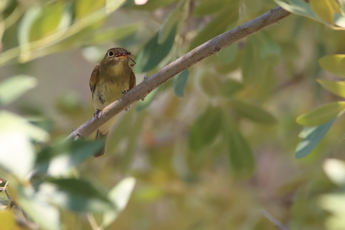 Western Flycatcher (Pacific-slope) - ML641812358
