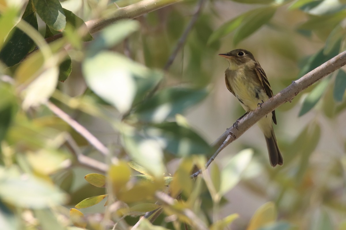 Western Flycatcher (Pacific-slope) - ML641812359