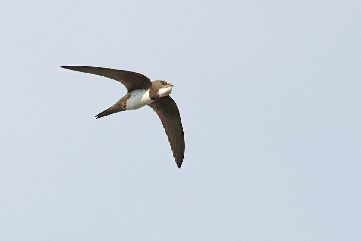 Alpine Swift - ML641812361