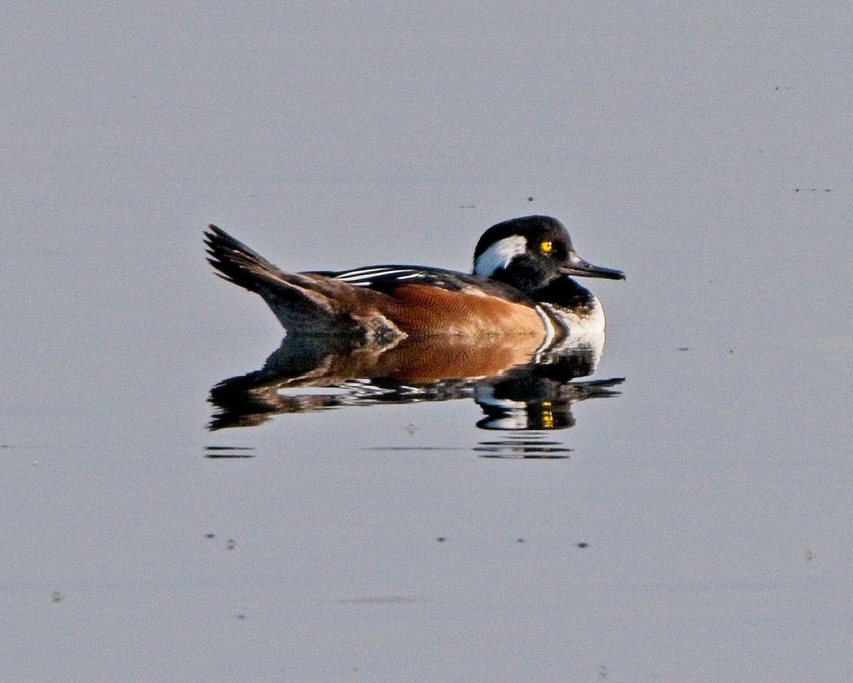 Serreta Capuchona - ML641812362