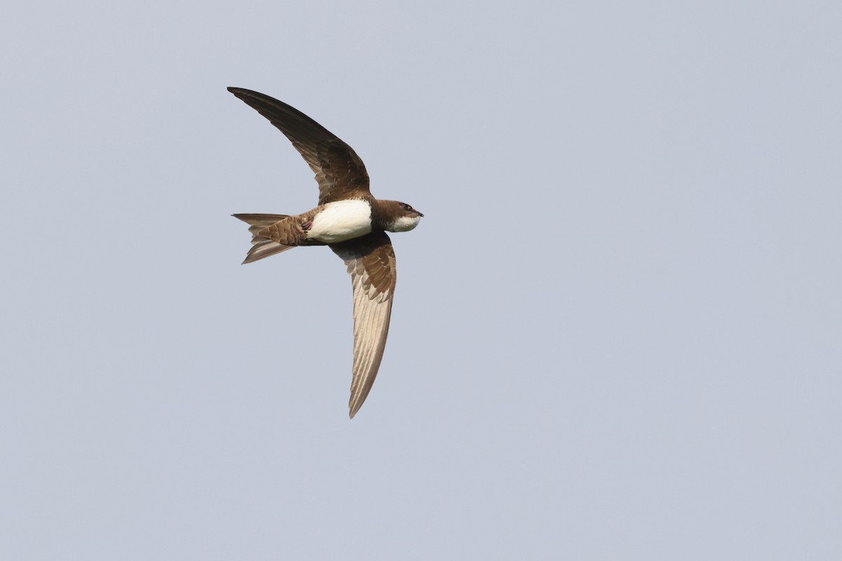 Alpine Swift - ML641812363