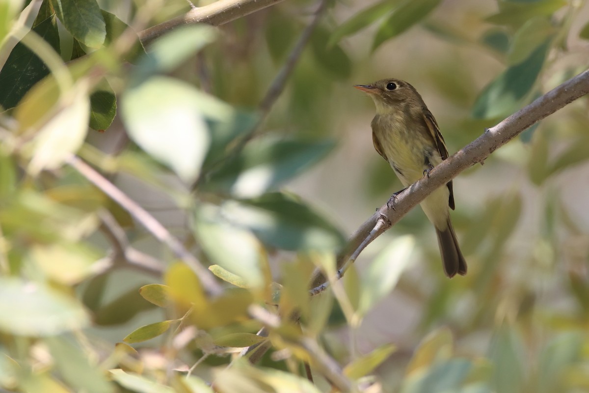 Western Flycatcher (Pacific-slope) - ML641812373