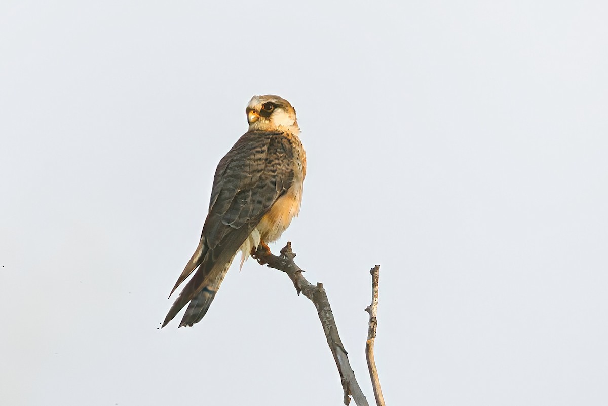 Red-footed Falcon - ML641812396