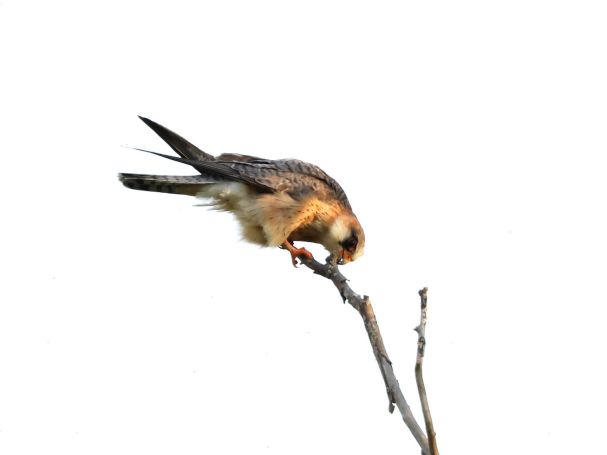 Red-footed Falcon - ML641812397