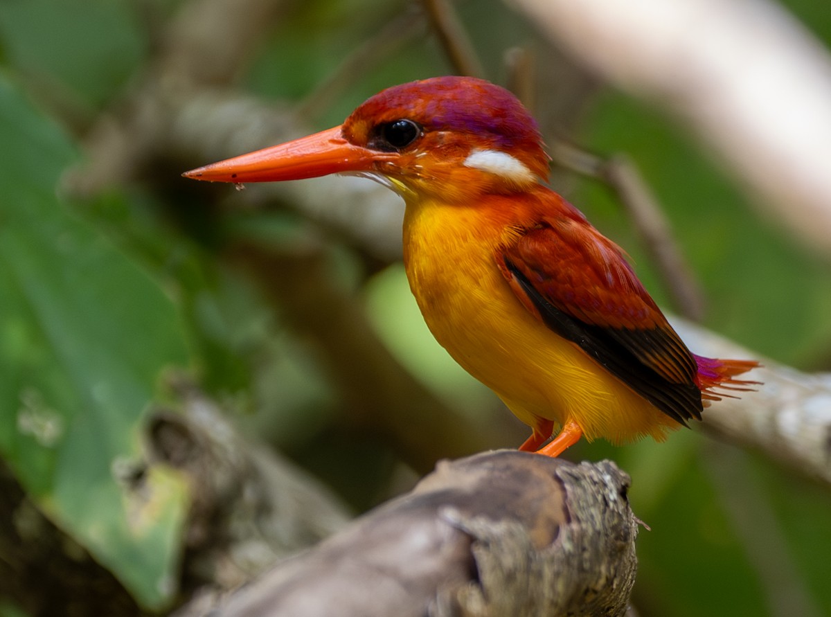 Rufous-backed Dwarf-Kingfisher - ML641812398