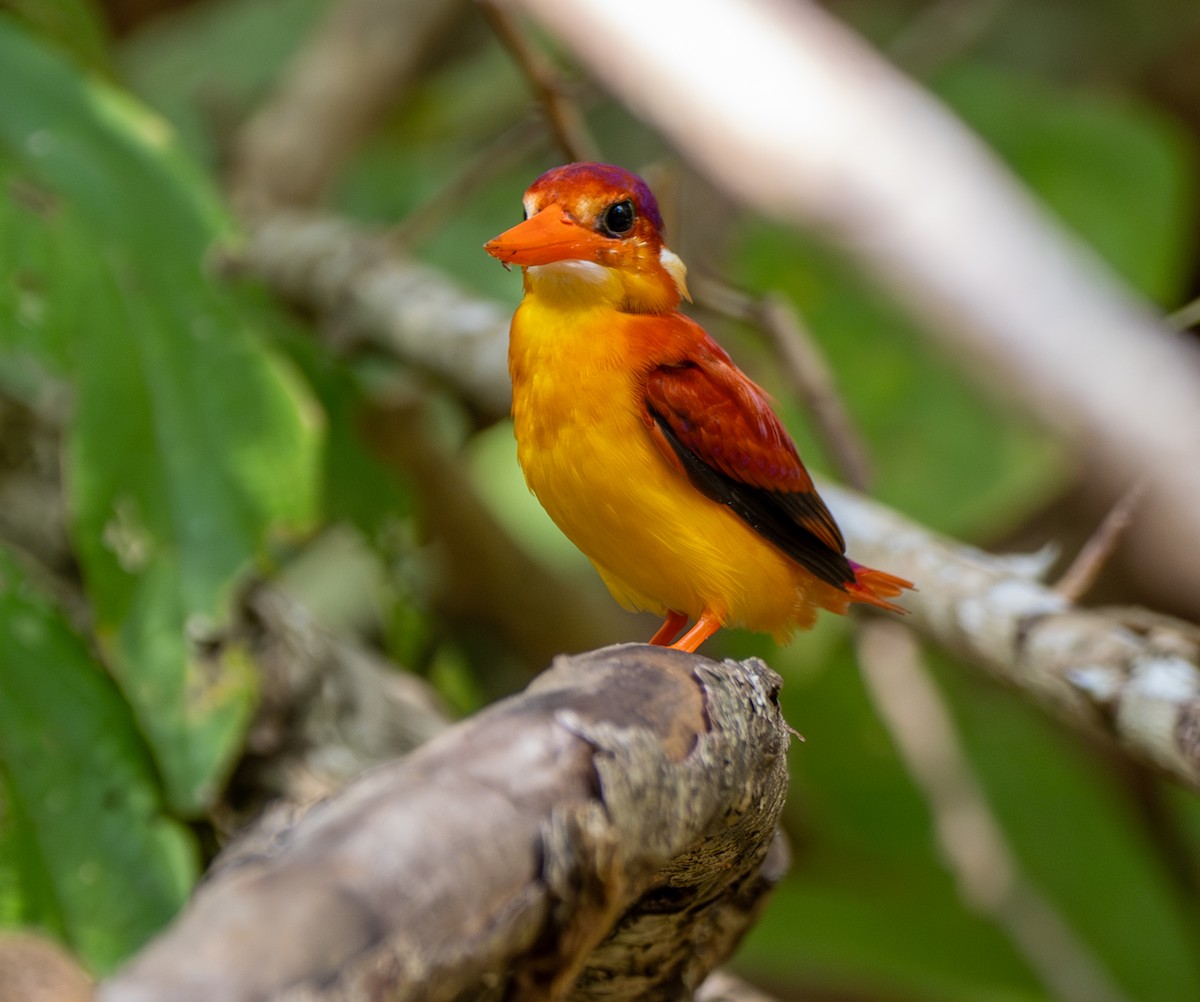 Rufous-backed Dwarf-Kingfisher - ML641812399