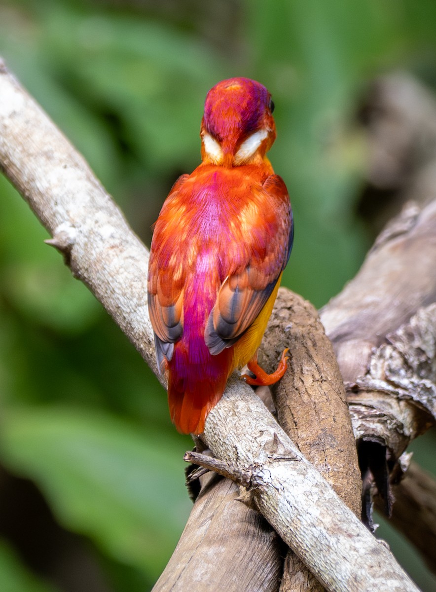 Rufous-backed Dwarf-Kingfisher - ML641812400