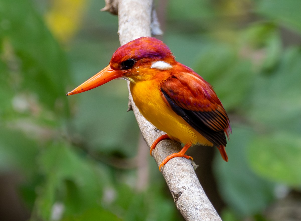 Rufous-backed Dwarf-Kingfisher - ML641812401