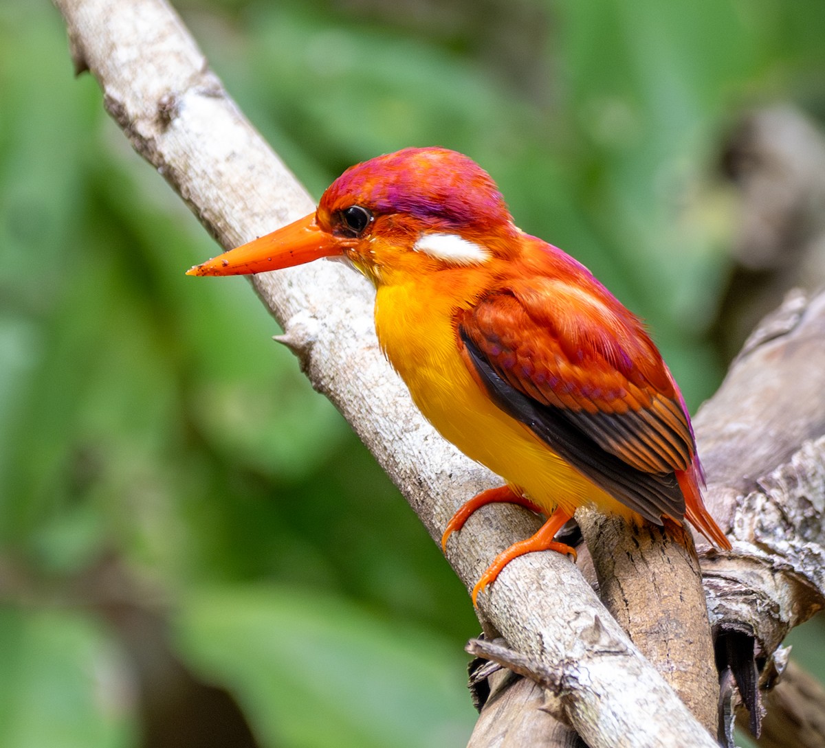 Rufous-backed Dwarf-Kingfisher - ML641812402