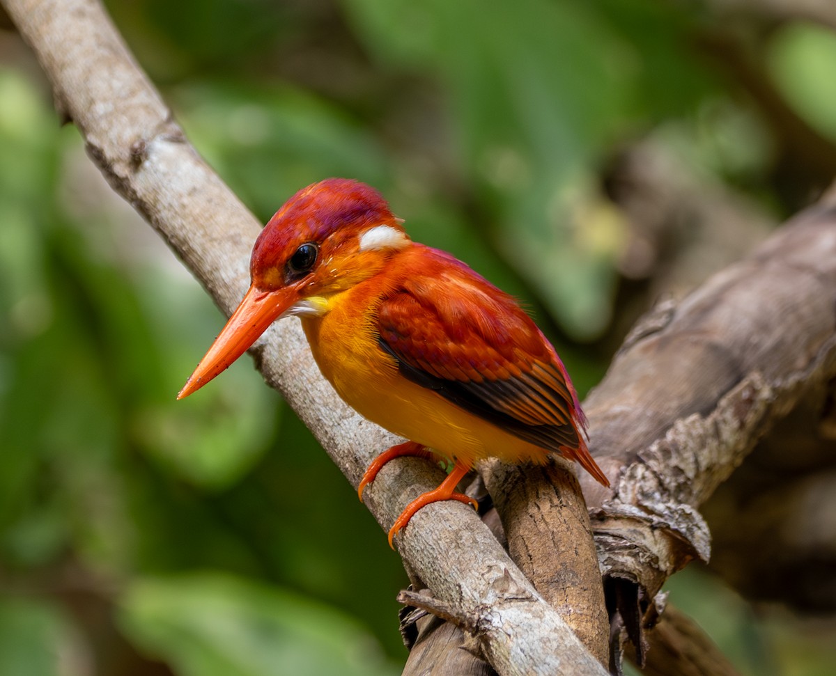Rufous-backed Dwarf-Kingfisher - ML641812403