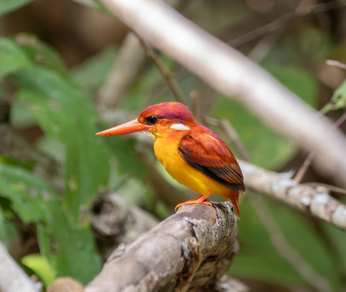 Rufous-backed Dwarf-Kingfisher - ML641812404