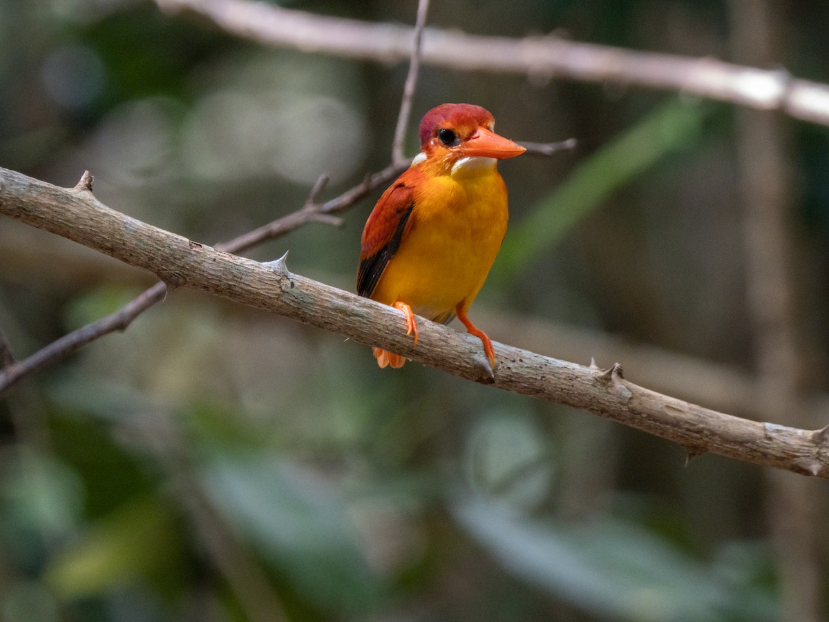 Rufous-backed Dwarf-Kingfisher - ML641812405