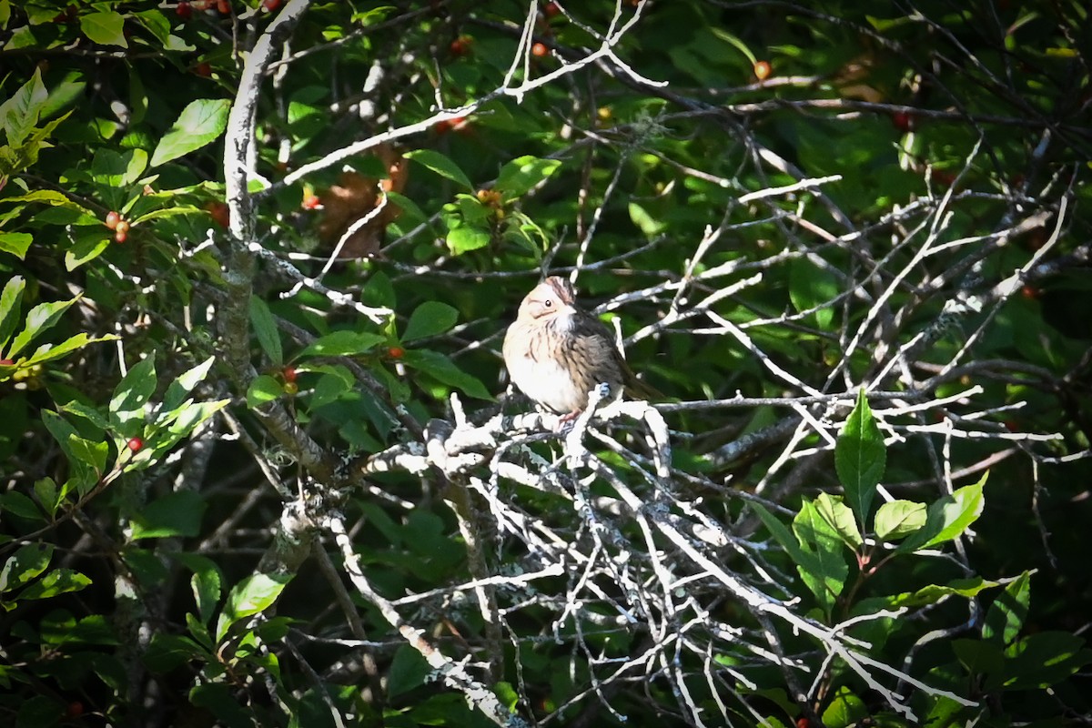 Lincoln's Sparrow - ML641812423