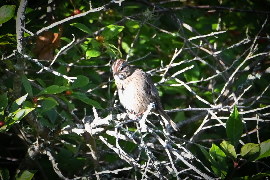Lincoln's Sparrow - ML641812425