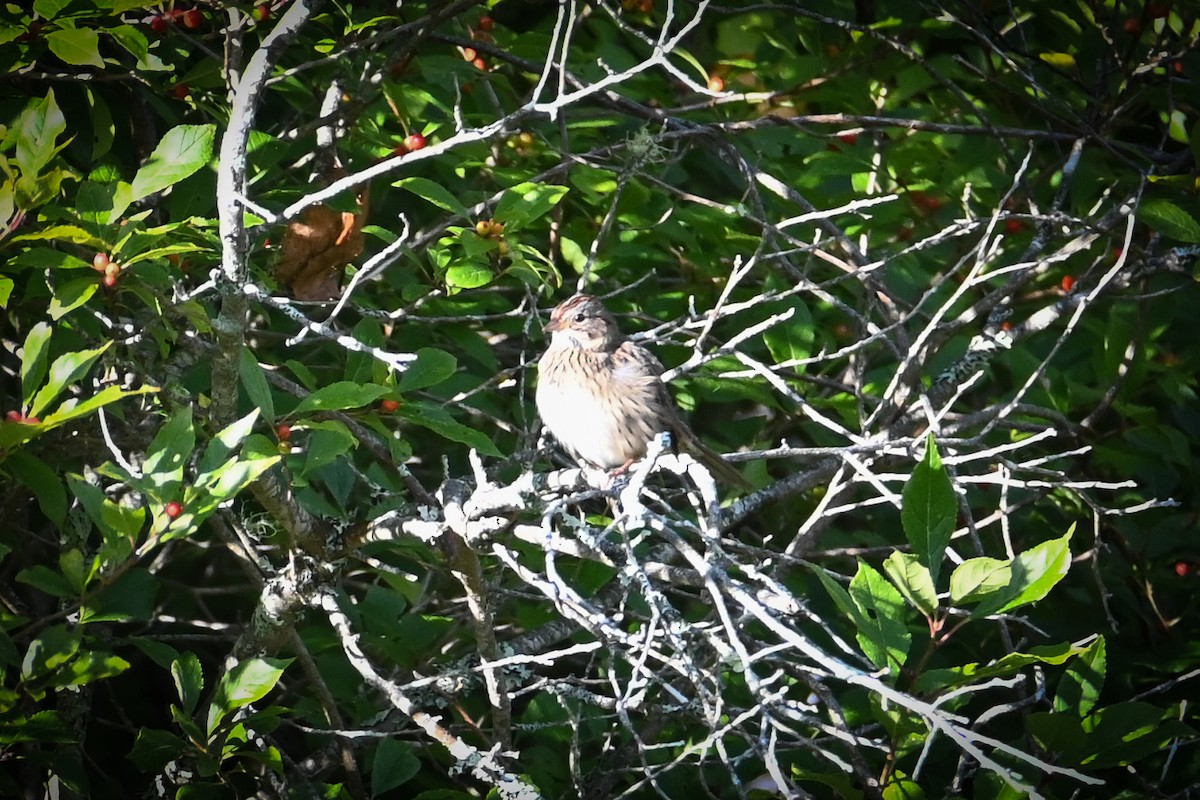 Lincoln's Sparrow - ML641812426