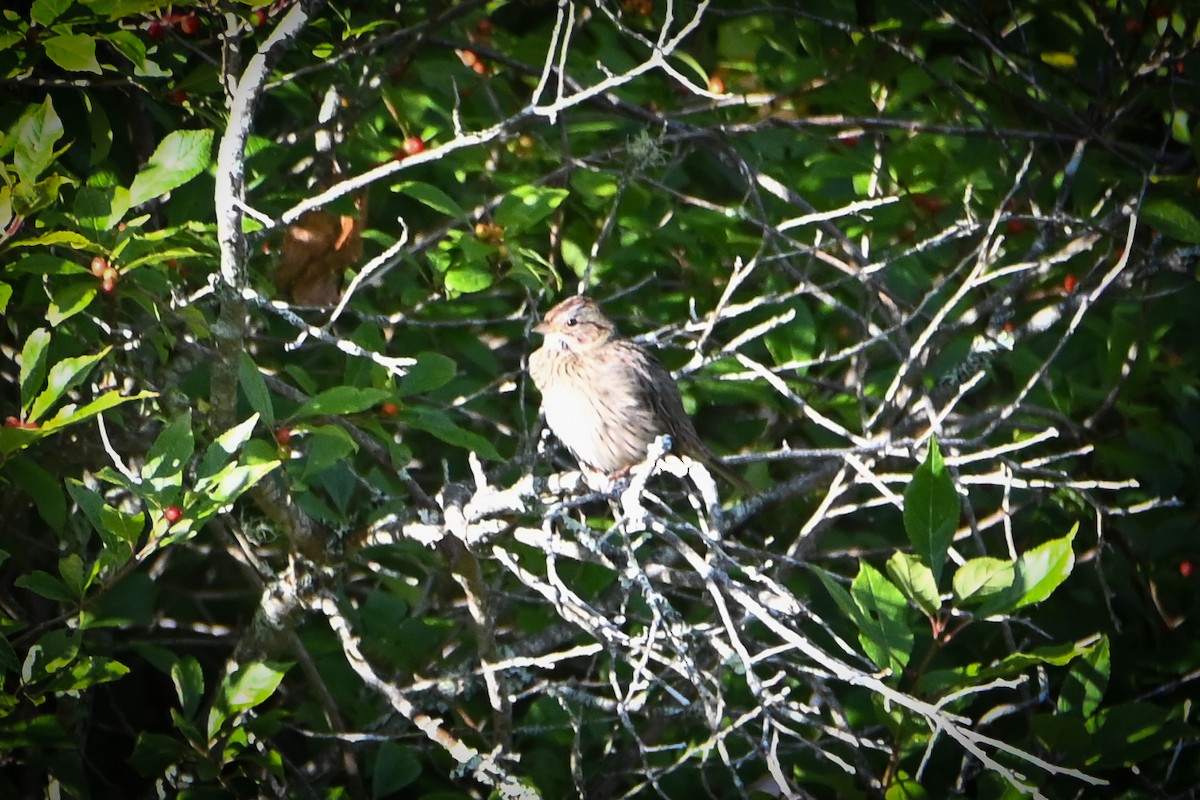 Lincoln's Sparrow - ML641812427