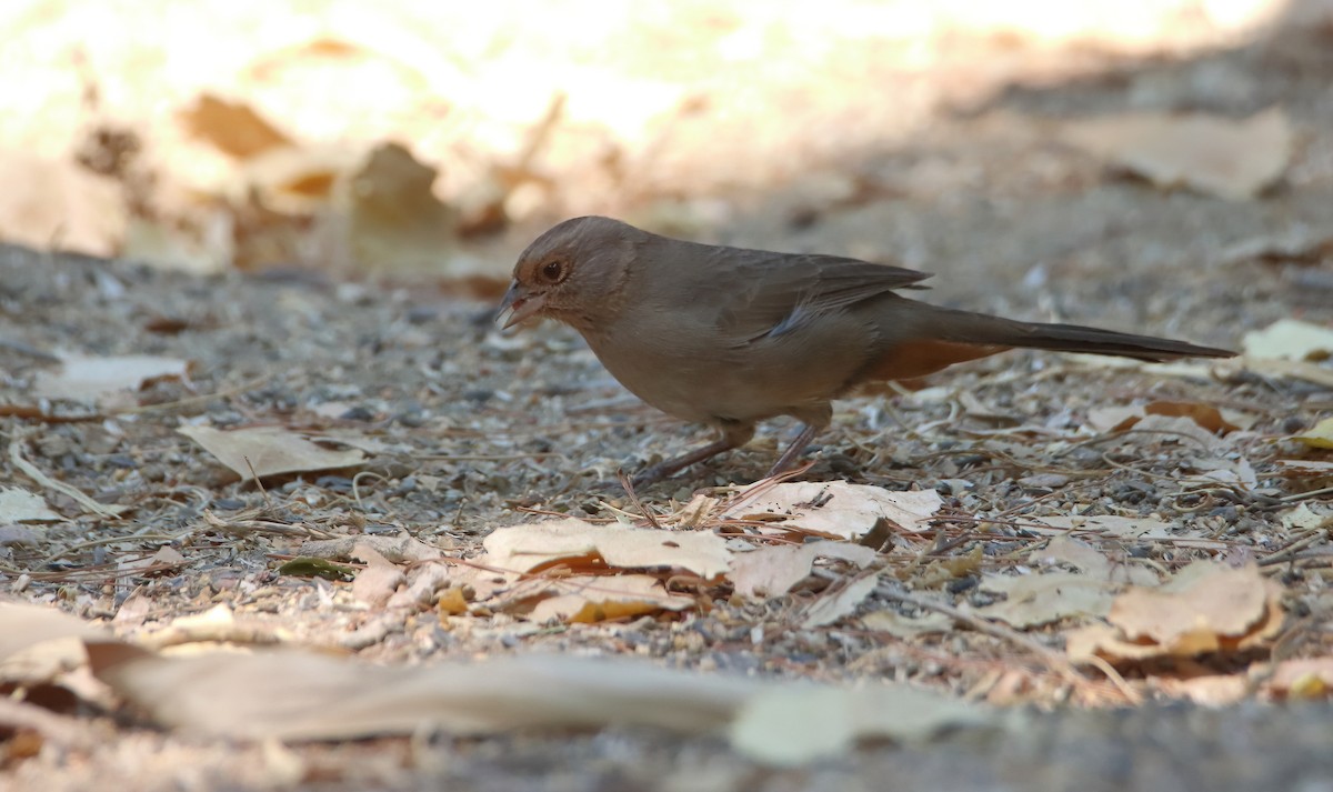 California Towhee - ML641812429