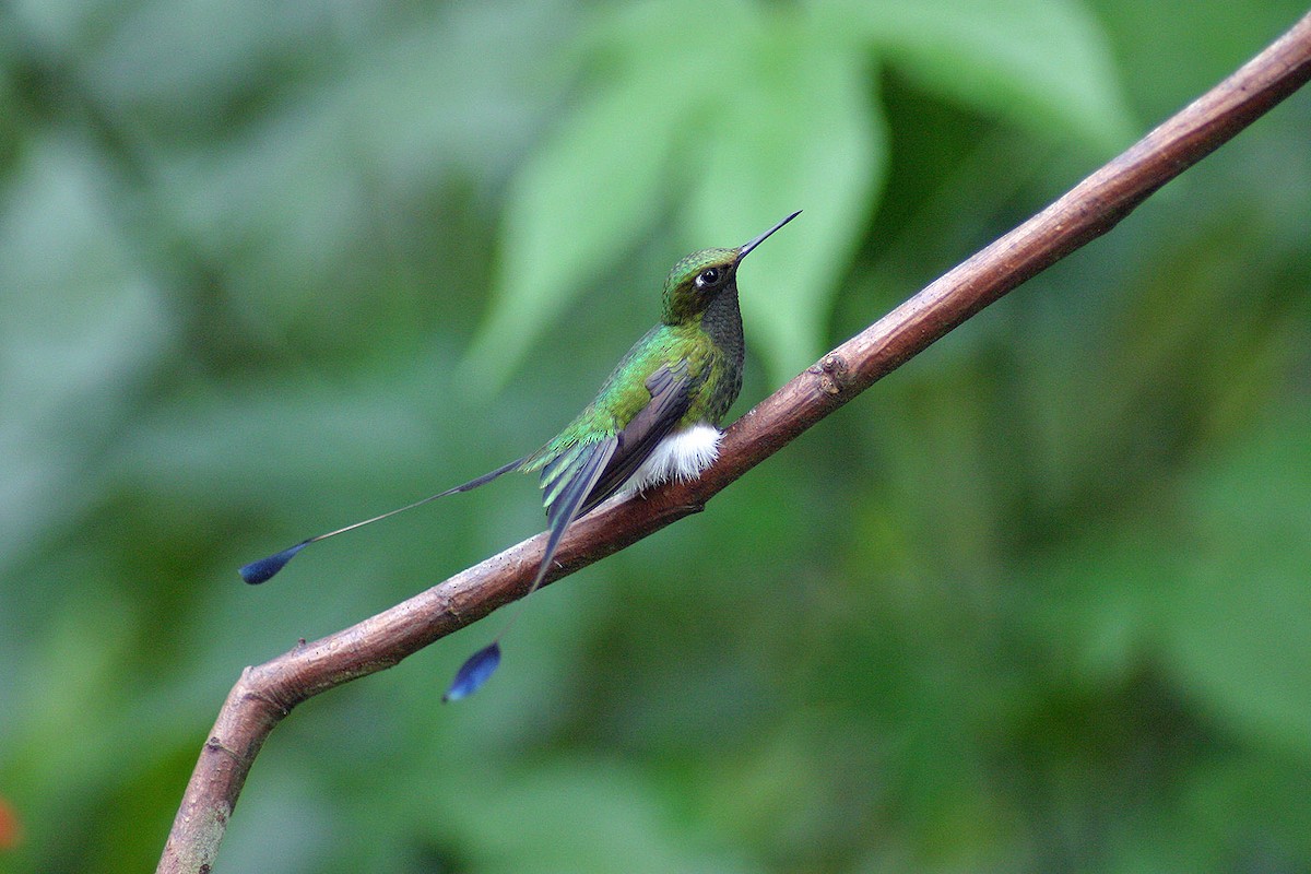 White-booted Racket-tail - ML641812431