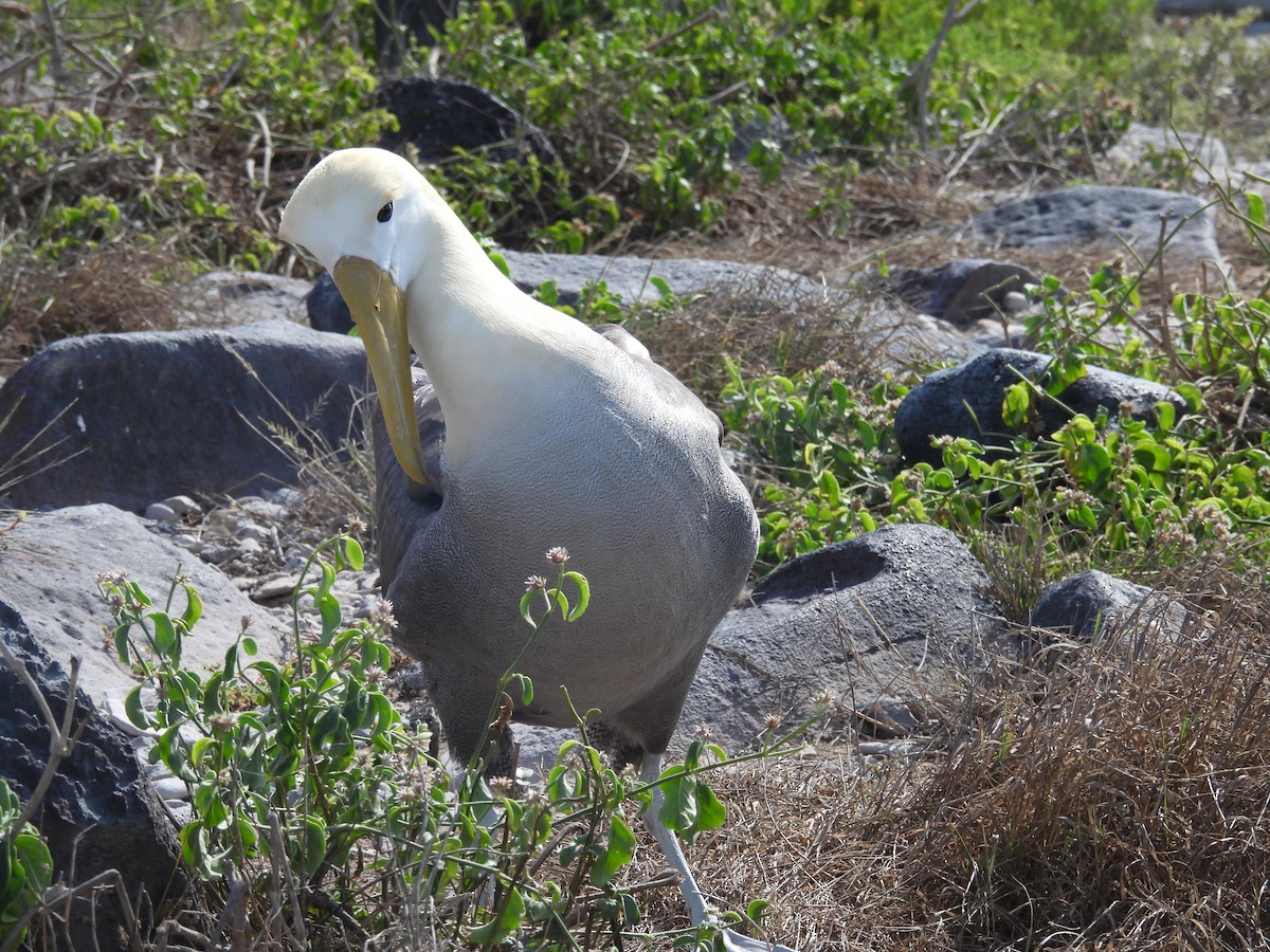 Waved Albatross - ML641812457