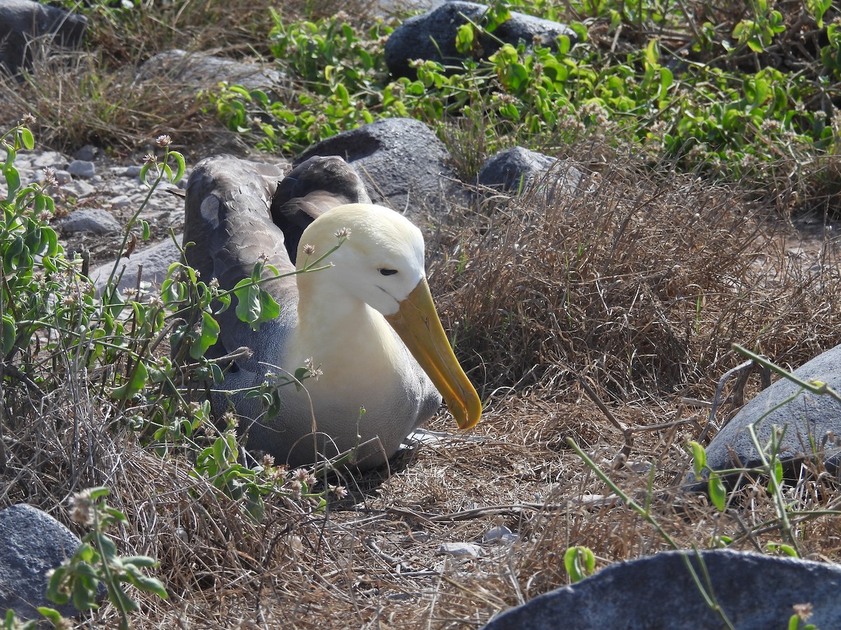 Waved Albatross - ML641812458