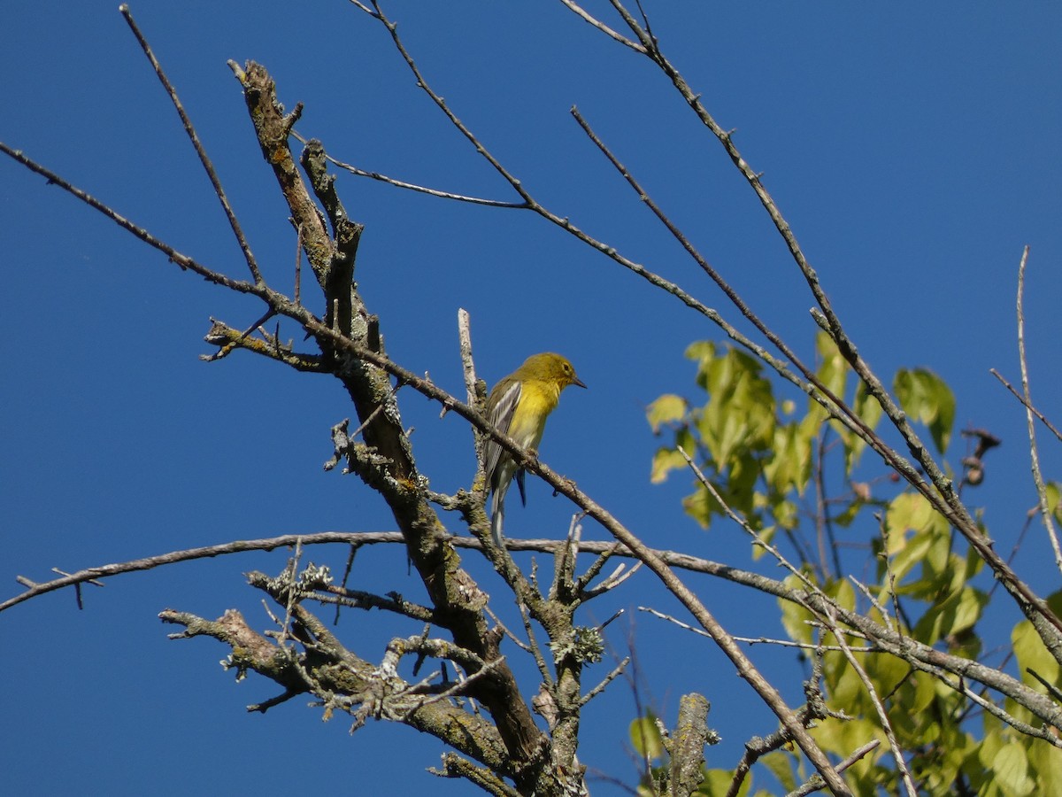Pine Warbler - ML641812470