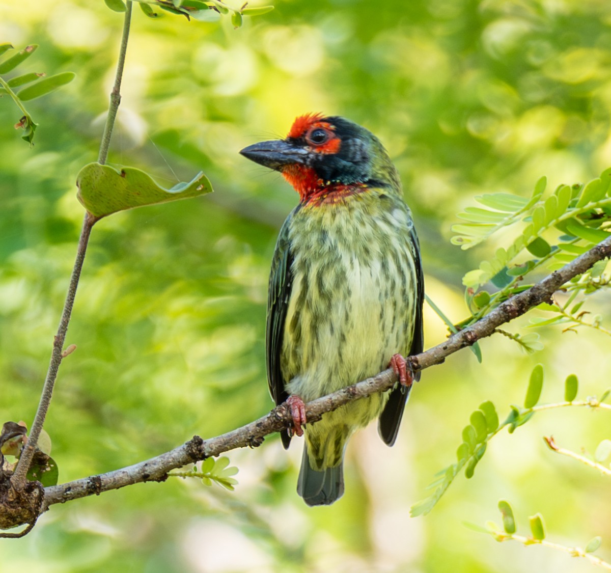 Kupferschmied-Bartvogel - ML641812472