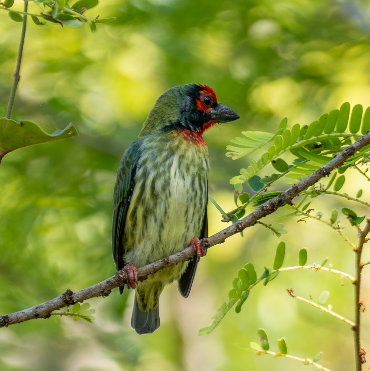 Kupferschmied-Bartvogel - ML641812473