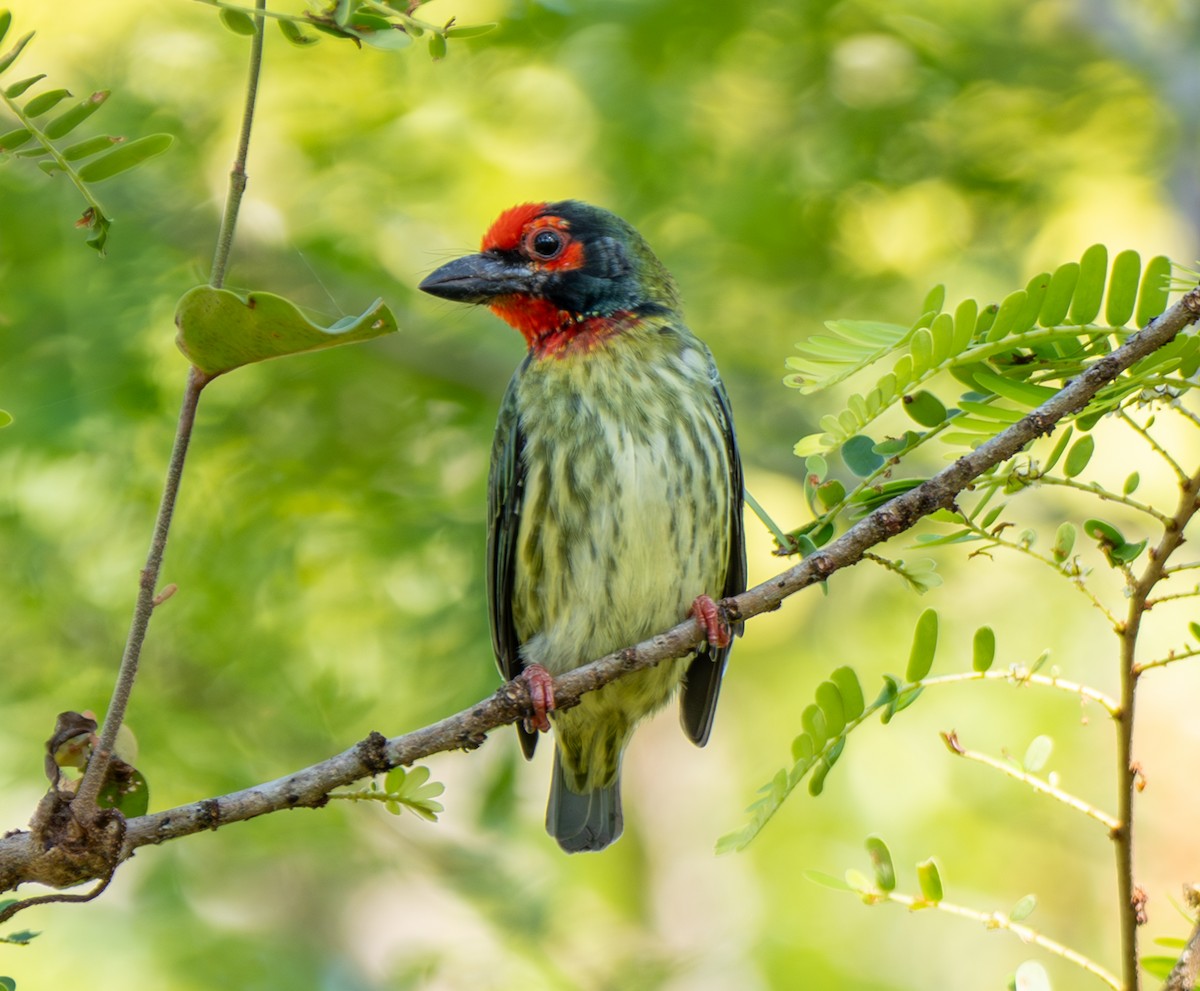 Kupferschmied-Bartvogel - ML641812474