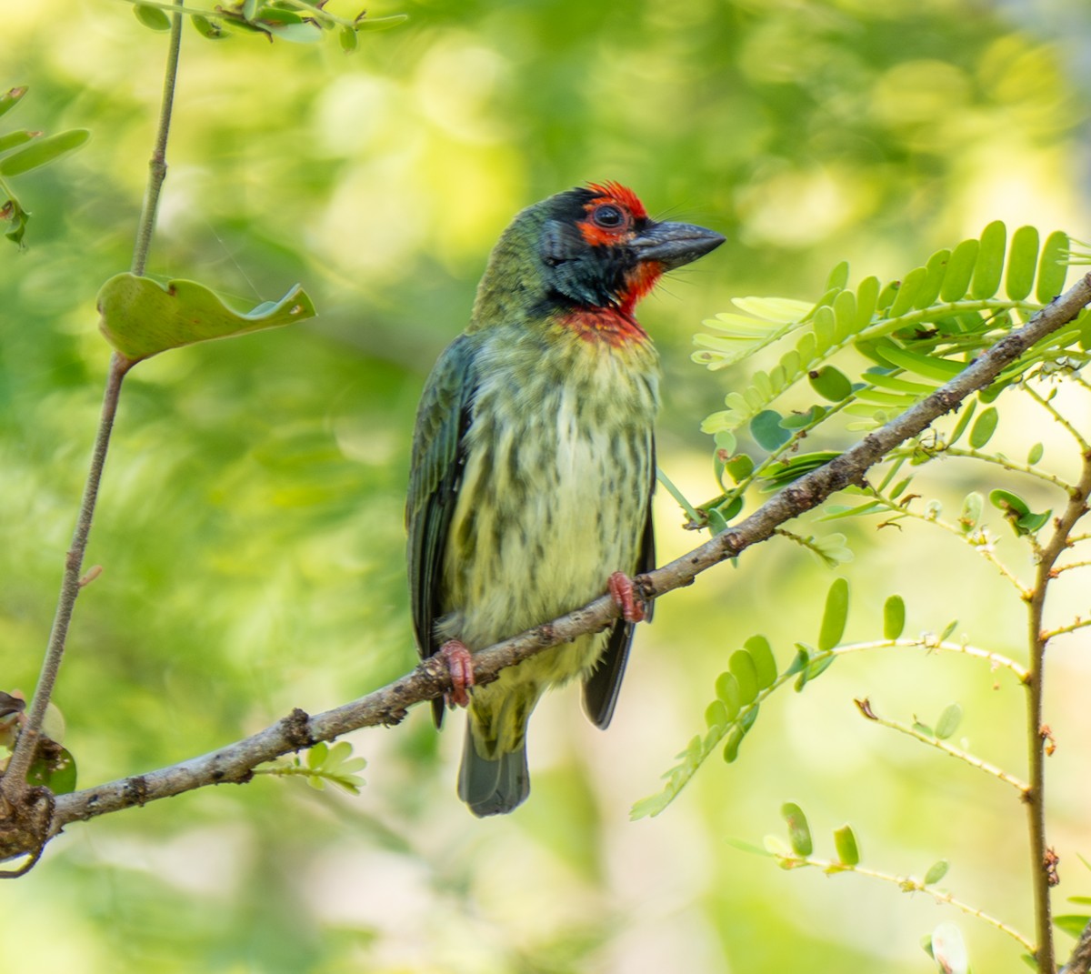 Kupferschmied-Bartvogel - ML641812475