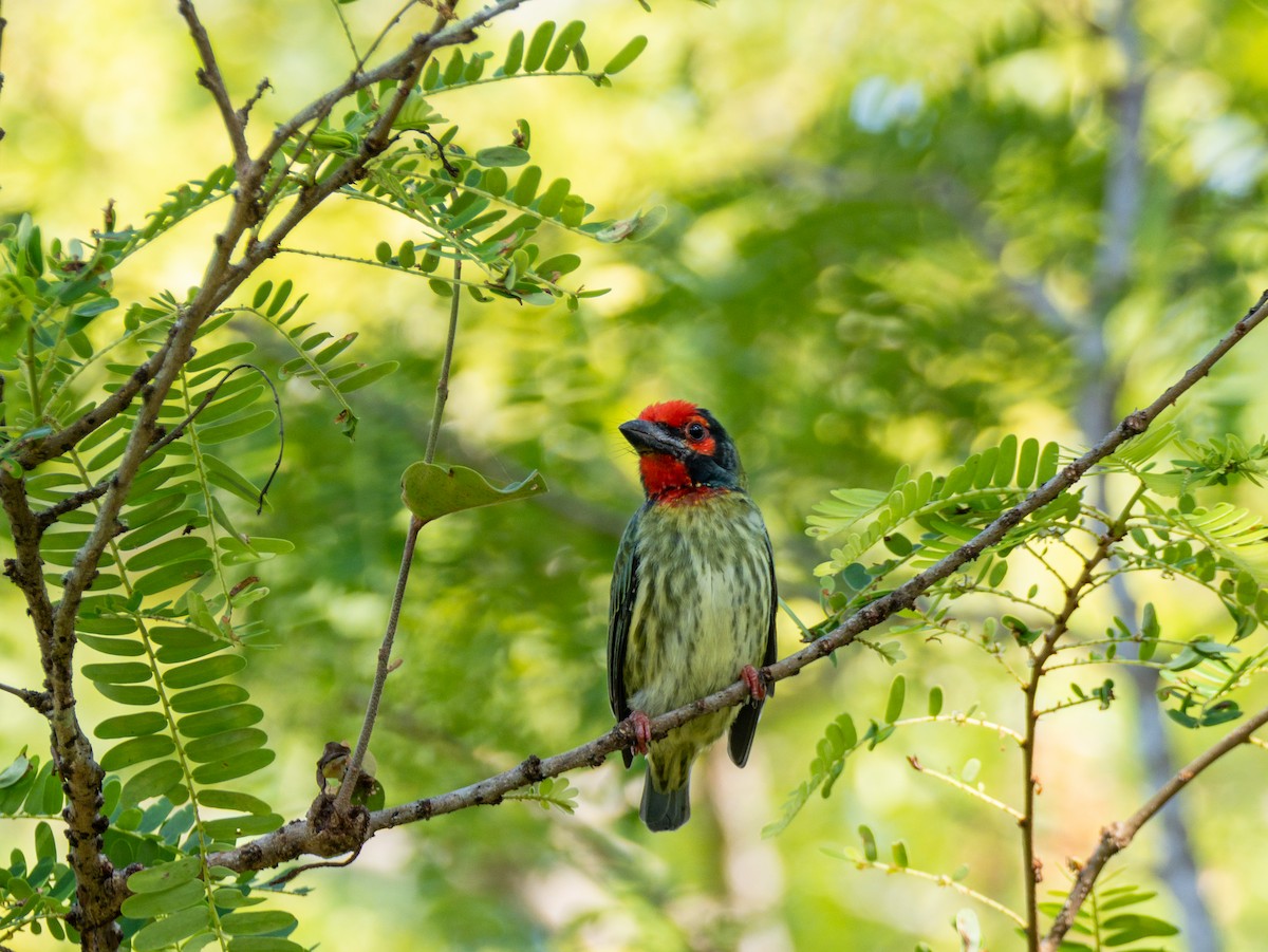Kupferschmied-Bartvogel - ML641812477