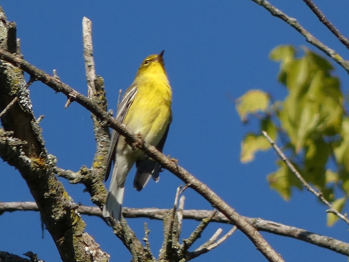 Pine Warbler - ML641812492