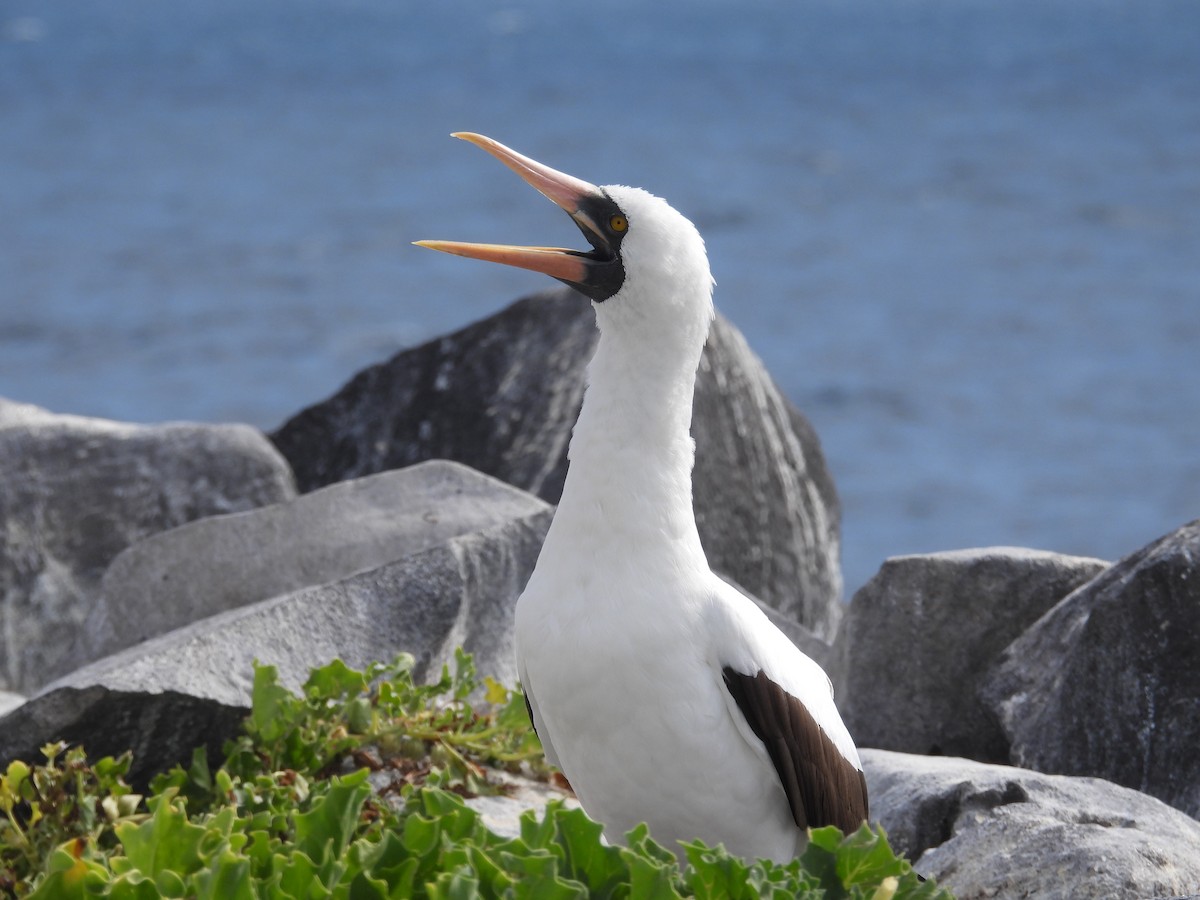 Nazca Booby - ML641812494