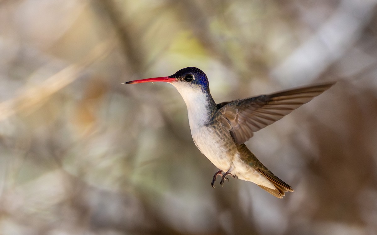 Violet-crowned Hummingbird - ML641812502