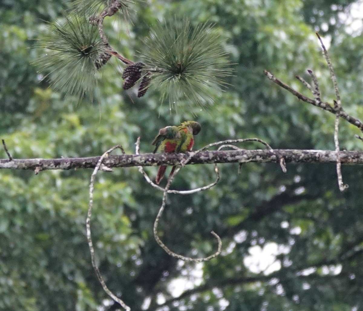 Gray-breasted Parakeet - ML641812507