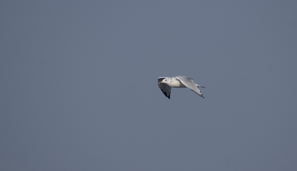 Ring-billed Gull - ML641812508