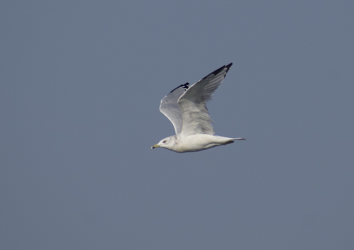 Ring-billed Gull - ML641812509