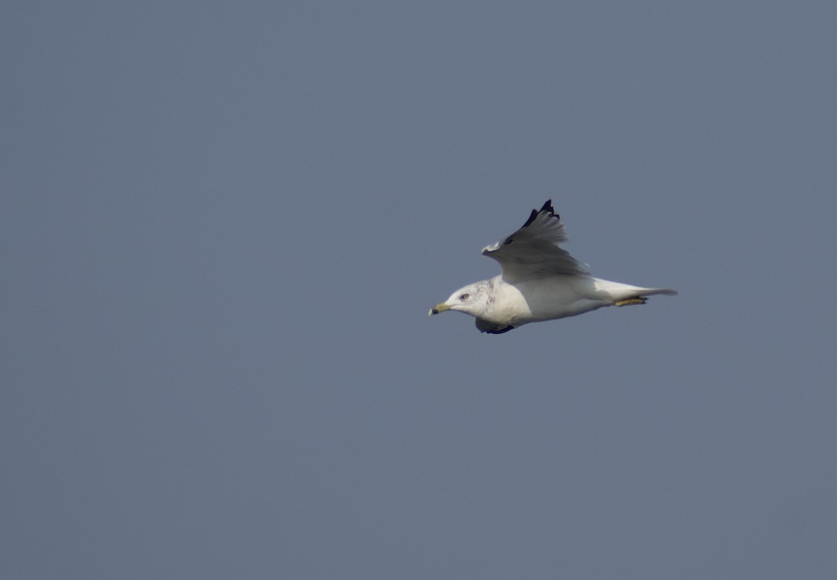 Ring-billed Gull - ML641812510