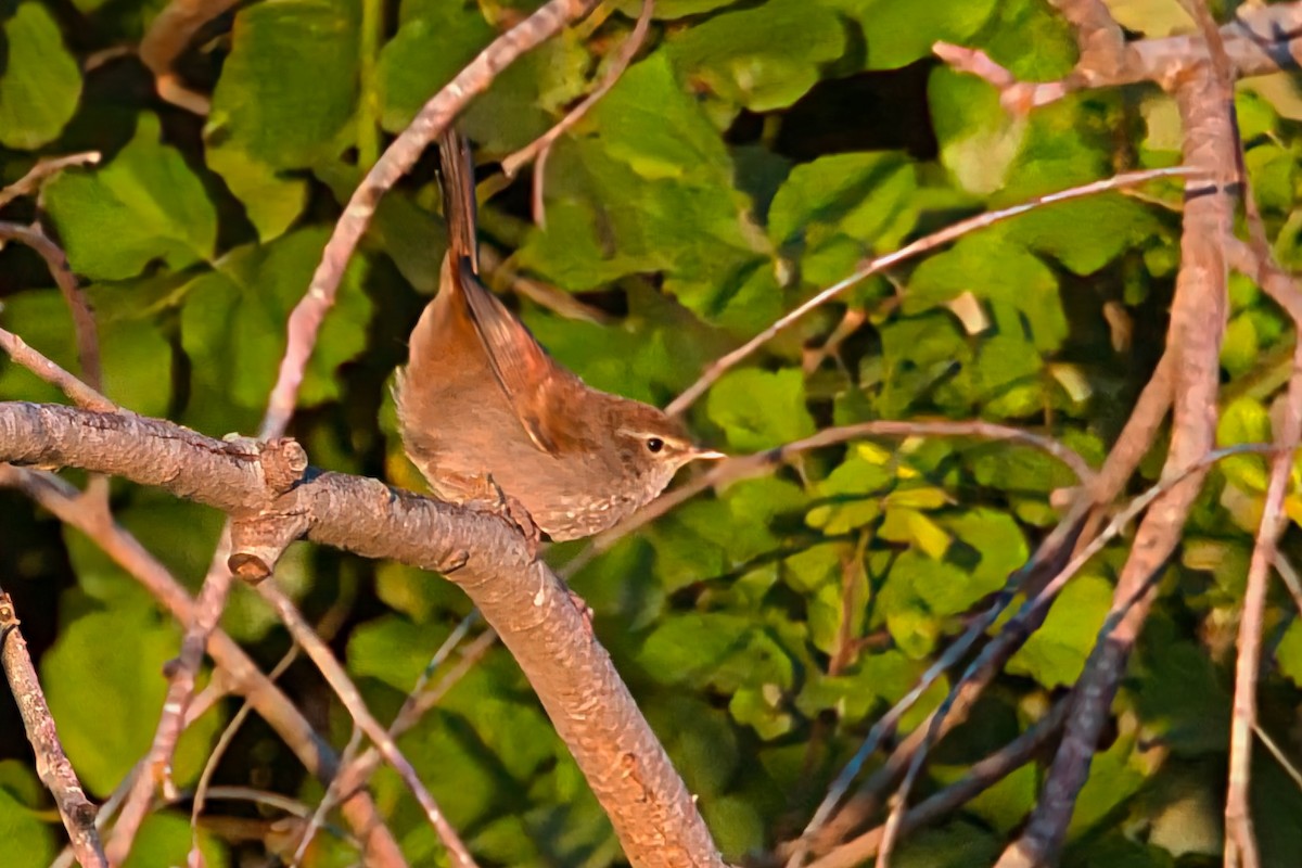 Cetti's Warbler - ML641812513