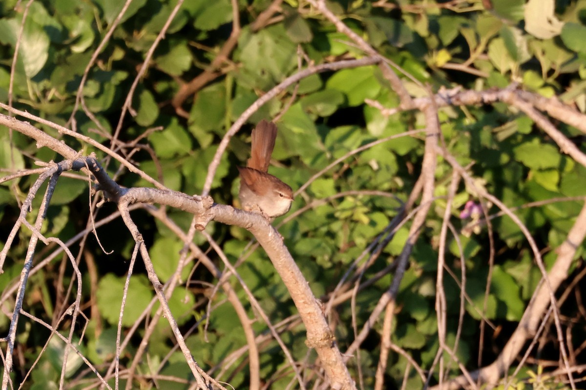 Cetti's Warbler - ML641812514