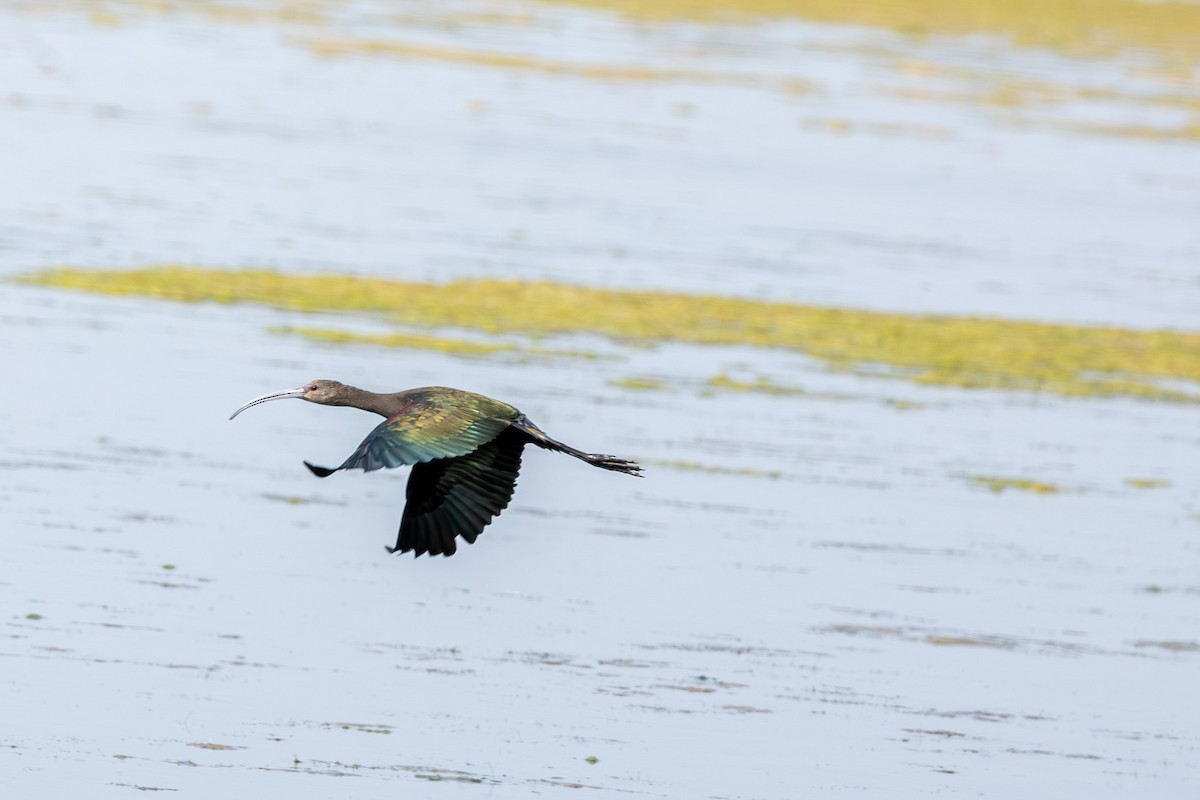 White-faced Ibis - ML641812520