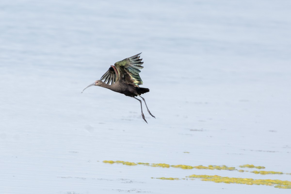 White-faced Ibis - ML641812521