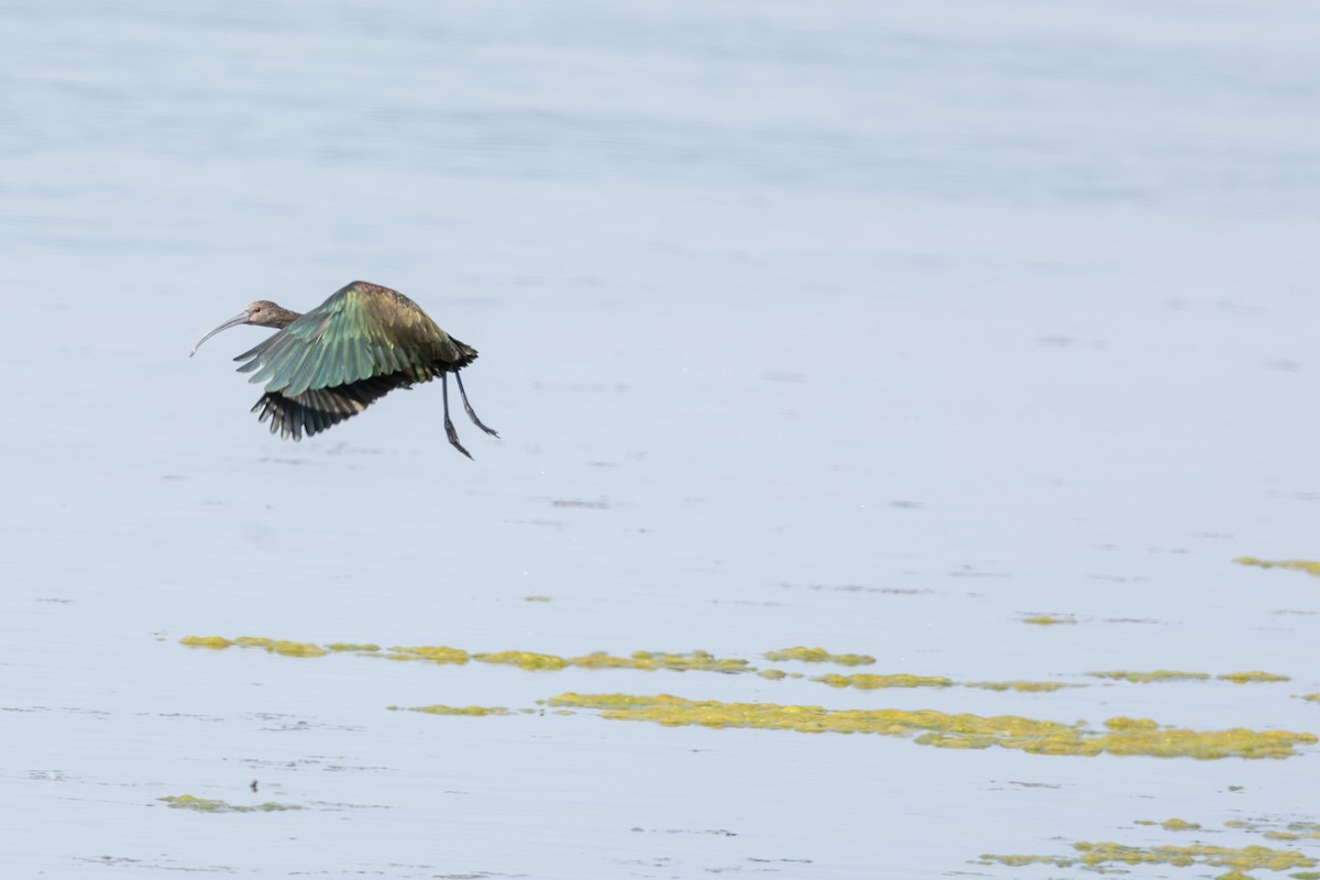 White-faced Ibis - ML641812522