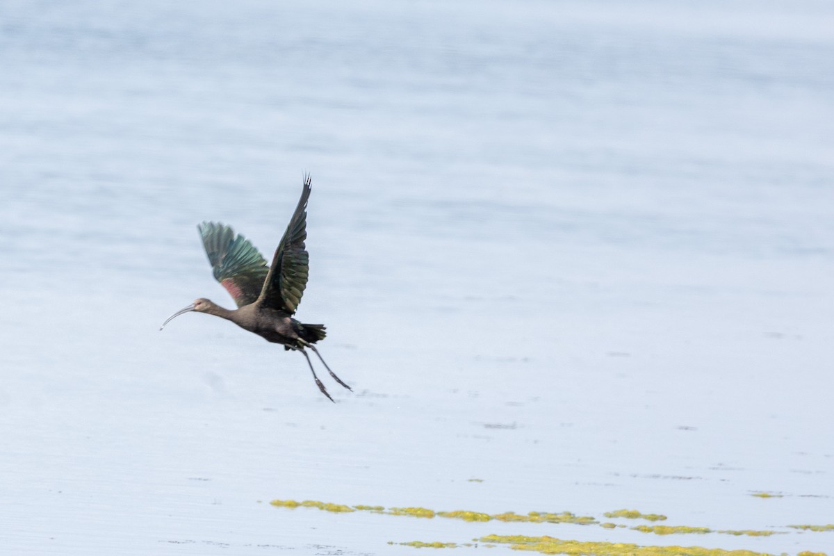 White-faced Ibis - ML641812523
