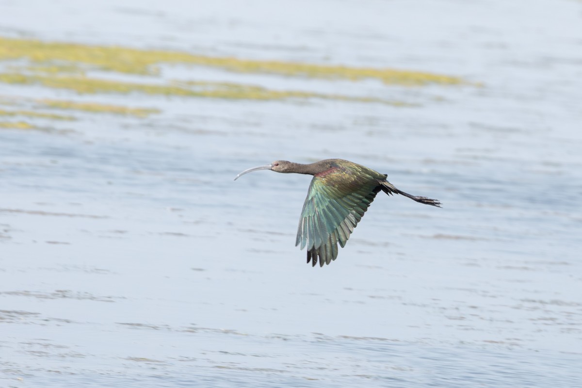 White-faced Ibis - ML641812524