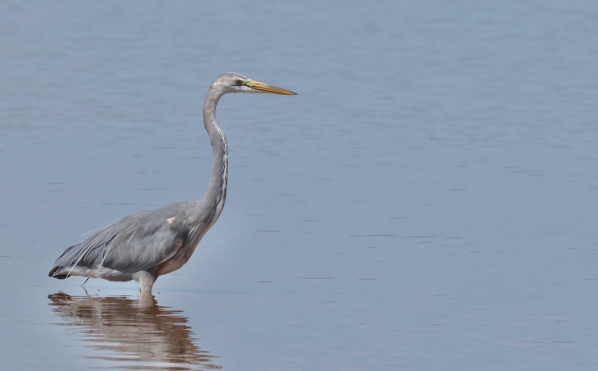 Great Egret x Great Blue Heron (hybrid) - ML641812529
