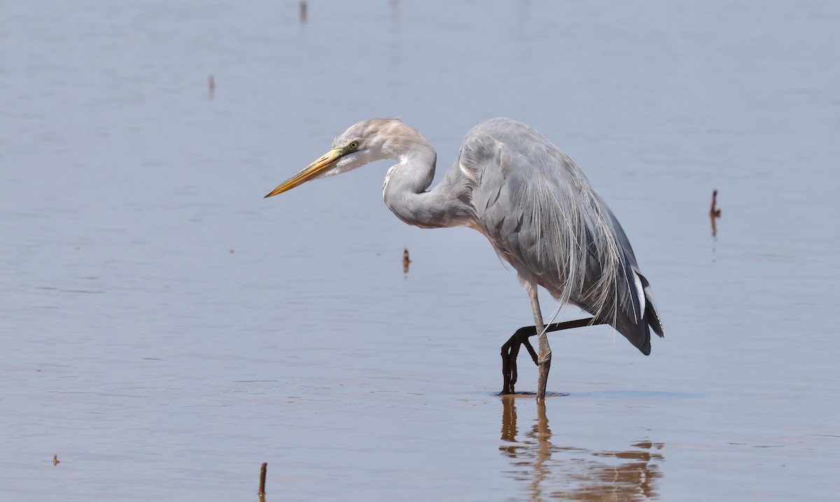 Great Egret x Great Blue Heron (hybrid) - ML641812530