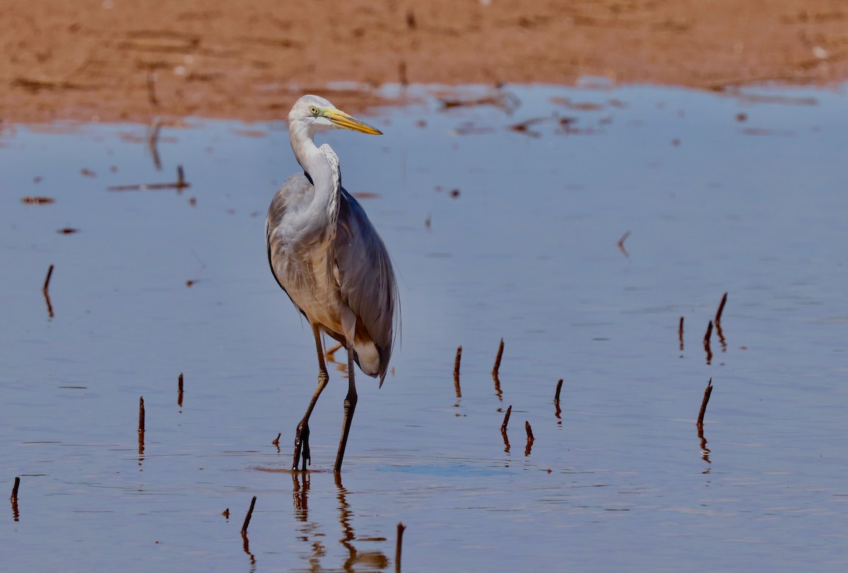 Great Egret x Great Blue Heron (hybrid) - ML641812536