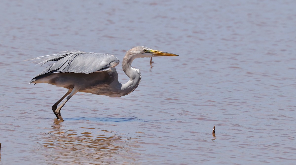 Great Egret x Great Blue Heron (hybrid) - ML641812538