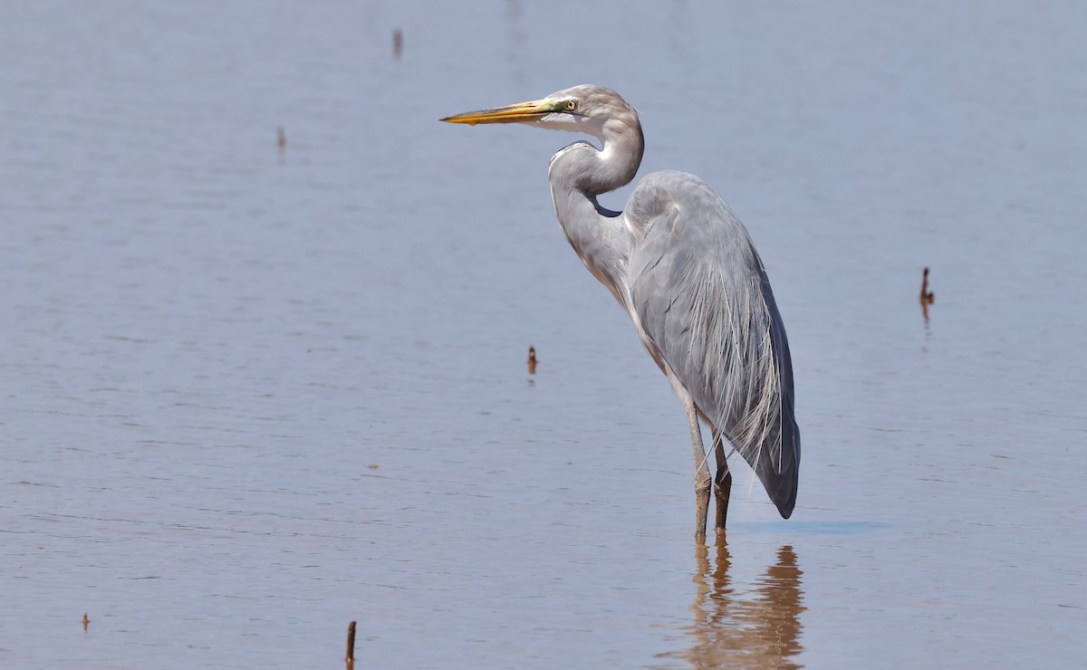 Great Egret x Great Blue Heron (hybrid) - ML641812539